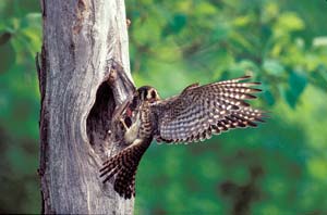 The American kestrel nests in tree cavities and is the most common falcon in the United States.